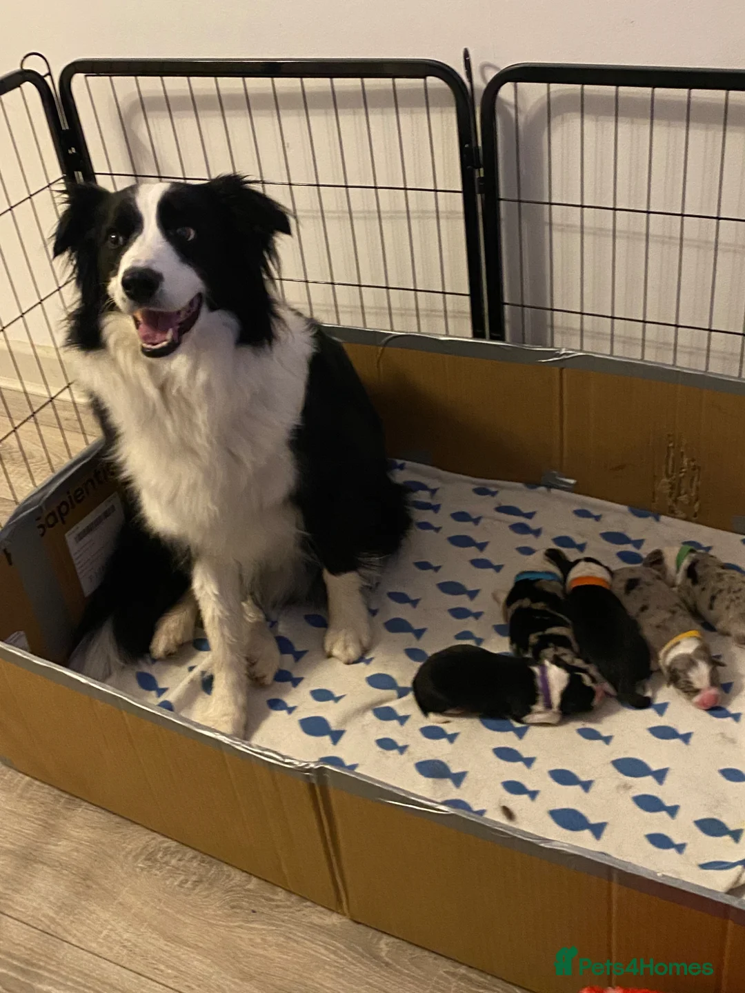 Border Collie dogs for sale: Handsome chunky Border Collie pups in Havant - Advert 1