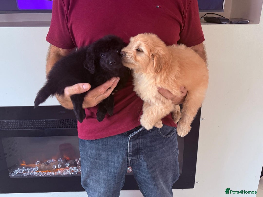 Cockapoo dogs for sale: Cockapoo puppies for sale  - Image 10