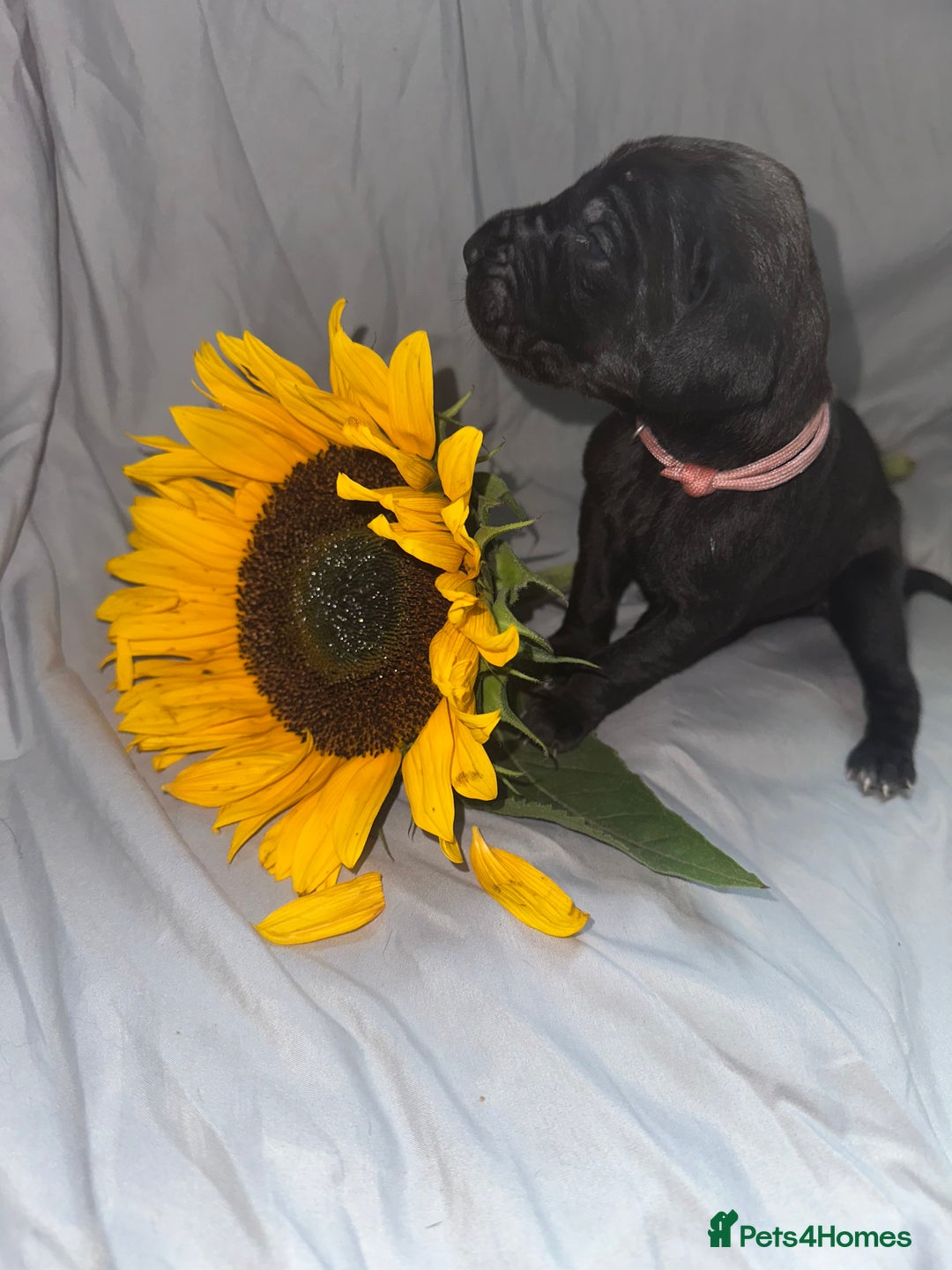 Great Dane dogs for sale: KC Registered Great Dane Puppies. - Image 17