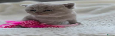 British Shorthair 5