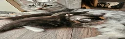 British Longhair cats for sale: Georgous silver silver & ginger Longhaired kittens - Advert 9