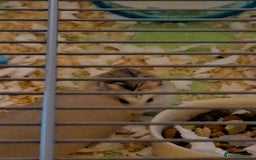 Hamster rodents for sale: 2 males drawf hamsters - Advert 1