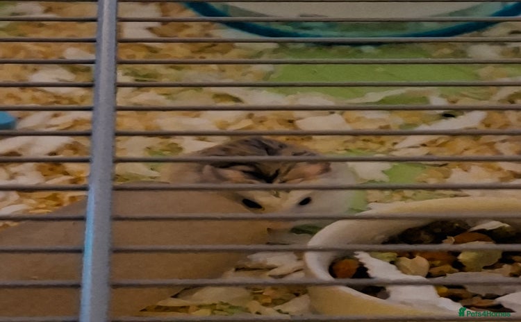 Hamster rodents 2 males drawf hamsters - Advert 2