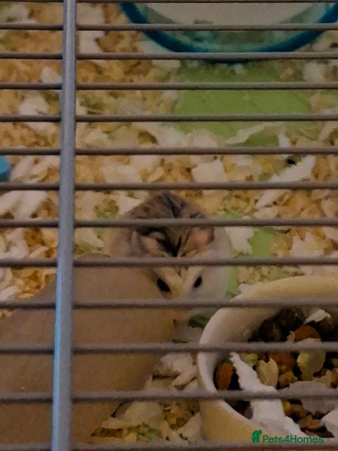 Hamster rodents for sale: 2 males drawf hamsters - Advert 1