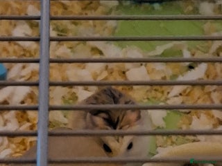 Hamster rodents 2 males drawf hamsters - Advert 3