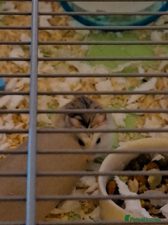 Hamster rodents 2 males drawf hamsters - Advert 2