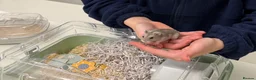 Hamster rodents for sale: Cute grey Russian hamster  in London - Advert 4