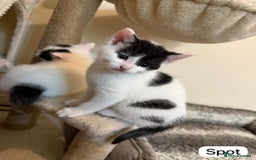 British Shorthair cats for sale: Kittens for sale - Image 6
