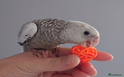 Cockatiels birds for sale: Hand reared silly tame DNA sexed baby cockatiels  - Image 25