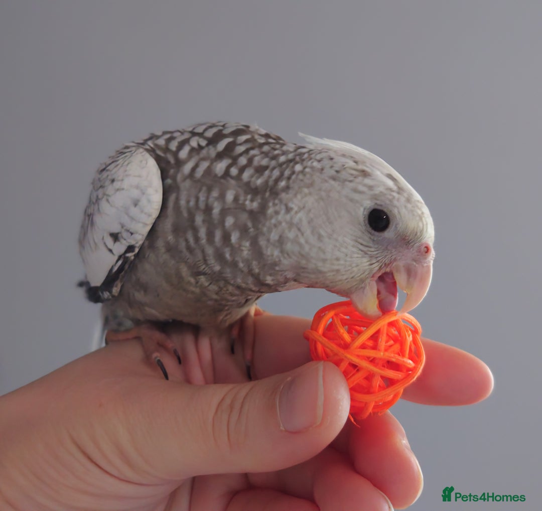 Cockatiels birds for sale: Hand reared silly tame DNA sexed baby cockatiels  - Image 25