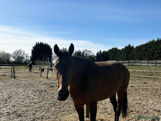 Irish Thoroughbred horses - Advert 1