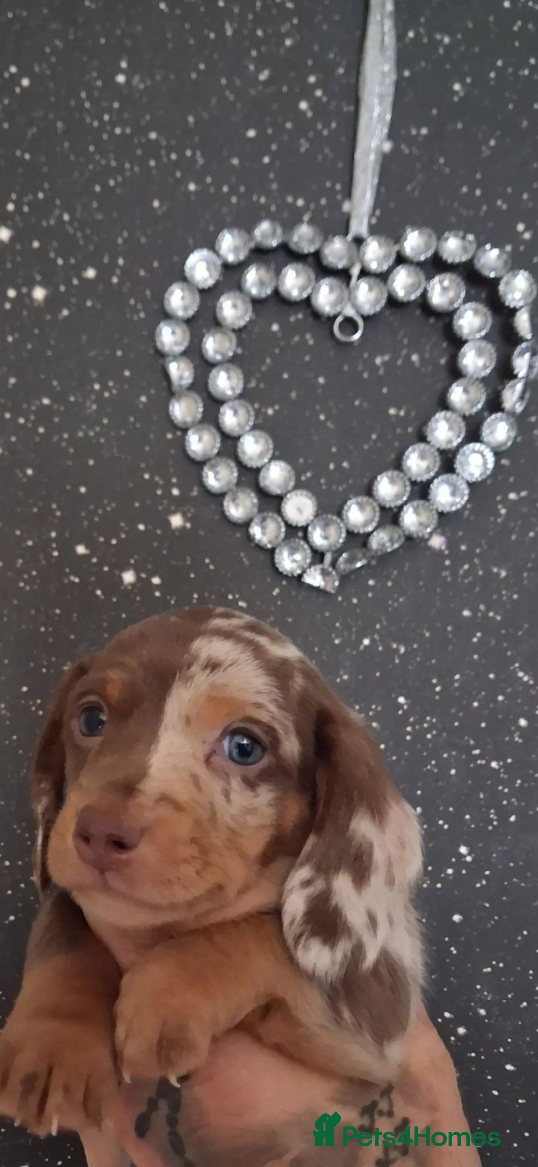 Dachshund dogs for sale: KC Registerd miniture daushands - Advert 2