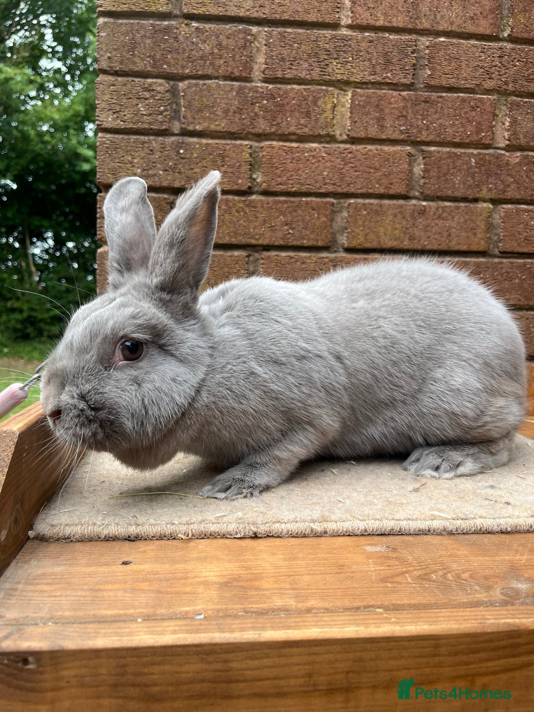 Continental Giant rabbits for sale: fer de Merberger - Image 5