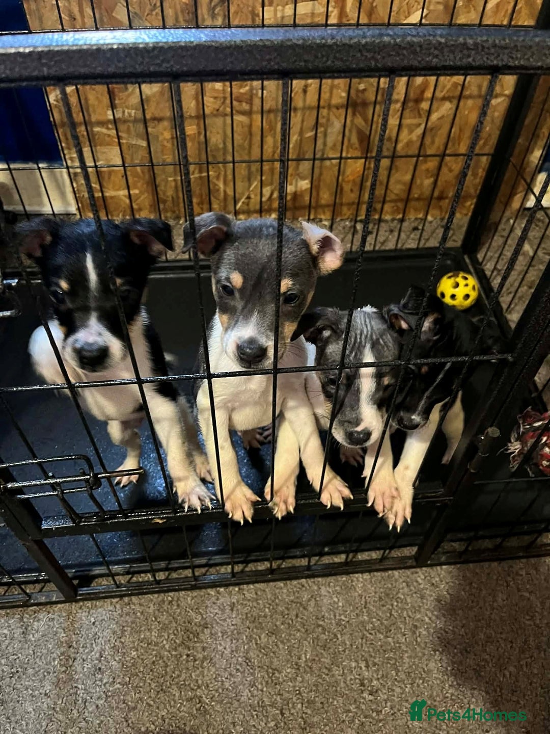 Jack Russell dogs for sale: four adorable jack russel puppies - Advert 5