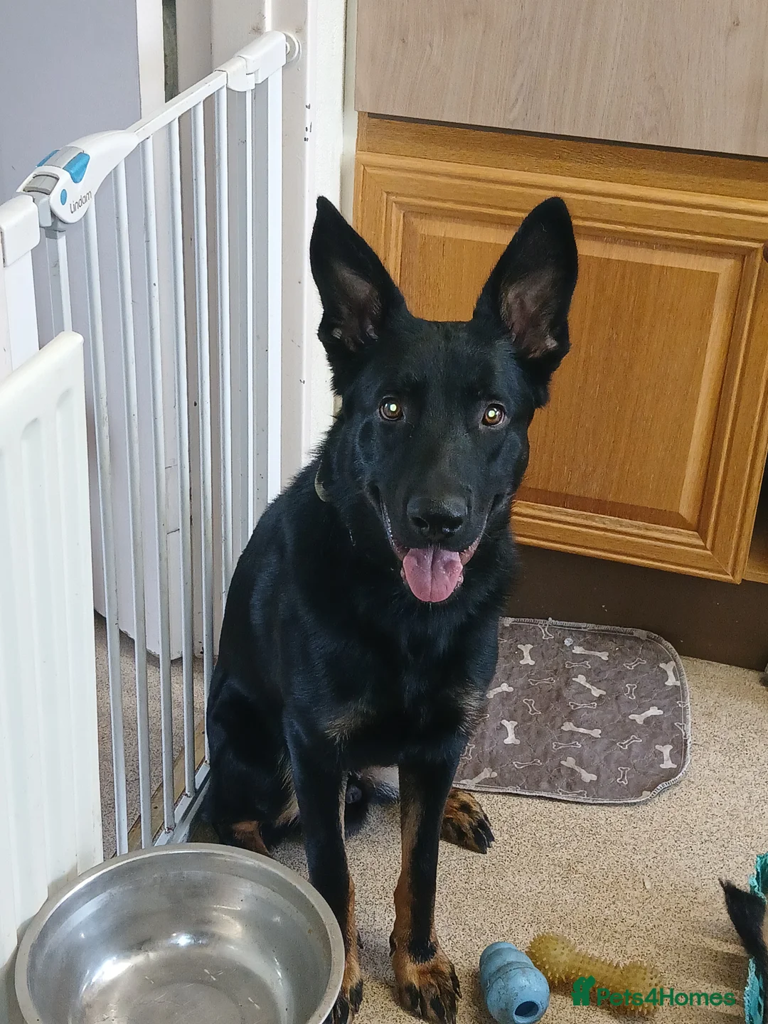 German Shepherd dogs for sale: German shepards puppies - Advert 11