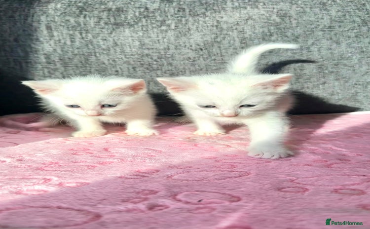 Ragdoll cats Ragdoll X Turkish Angora One Female Left!🩷 - Advert 1