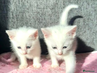 Ragdoll cats Ragdoll X Turkish Angora One Female Left!🩷 - Advert 1