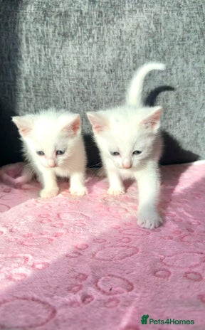 Ragdoll cats Ragdoll X Turkish Angora One Female Left!🩷 - Advert 1