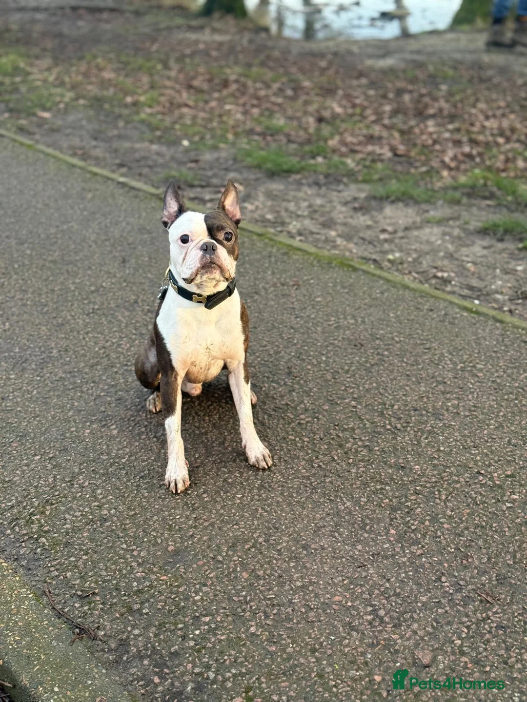 Boston Terrier dogs for stud: Boston terrier for stud  - Advert 2