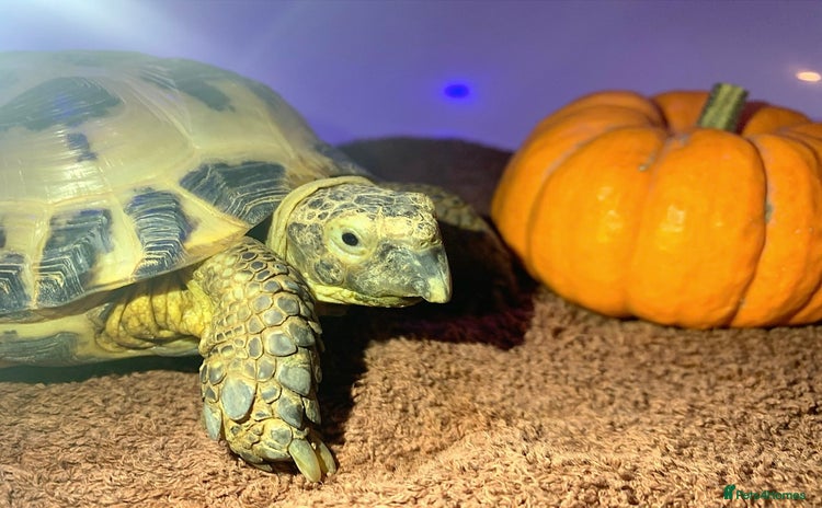 Tortoise reptiles - Advert 6