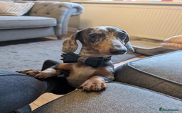 Miniature Dachshund dogs for sale: Male Miniature Dachshund 9 months old  - Image 1