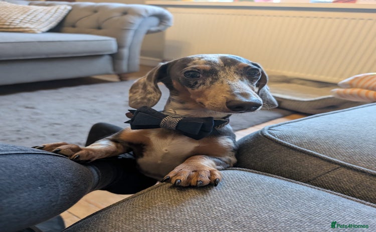 Miniature Dachshund dogs - Advert 4