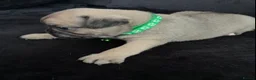 Pug dogs for sale: Beautiful Pug Puppies for Sale - Advert 2