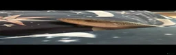Skink reptiles for sale: Blue tongued skink  in Portland - Advert 3