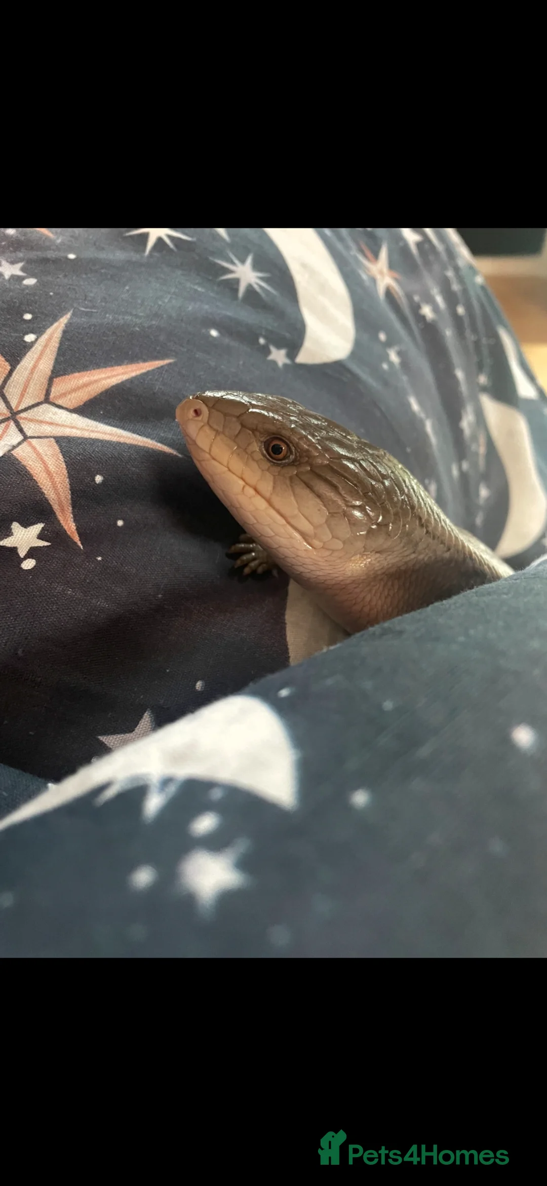 Skink reptiles for sale: Blue tongued skink  in Portland - Advert 3