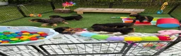 Airedale Terrier dogs for sale: ⭐️ KC AIREDALE PUPS FROM LICENSED BREEDER ⭐️ - Advert 5