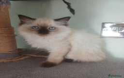 Ragdoll cats for sale: Ragdoll Kittens for Sale - Image 3