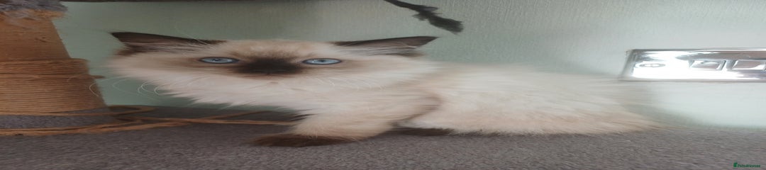 Ragdoll Kitten 3