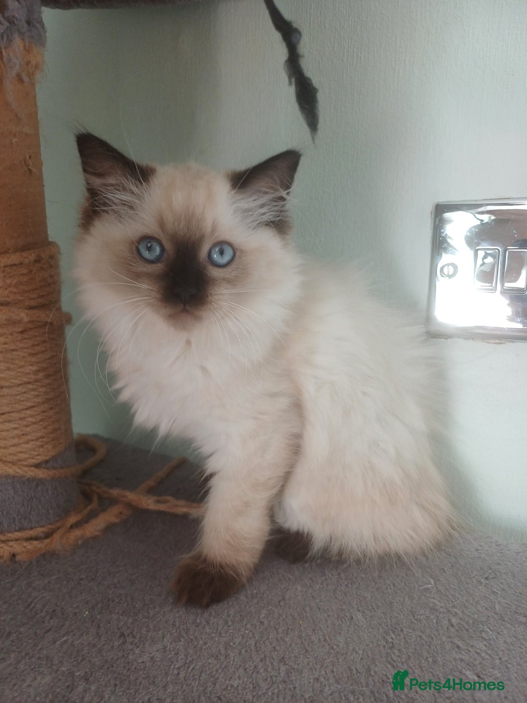 Ragdoll cats for sale: Ragdoll Kittens for Sale - Image 3