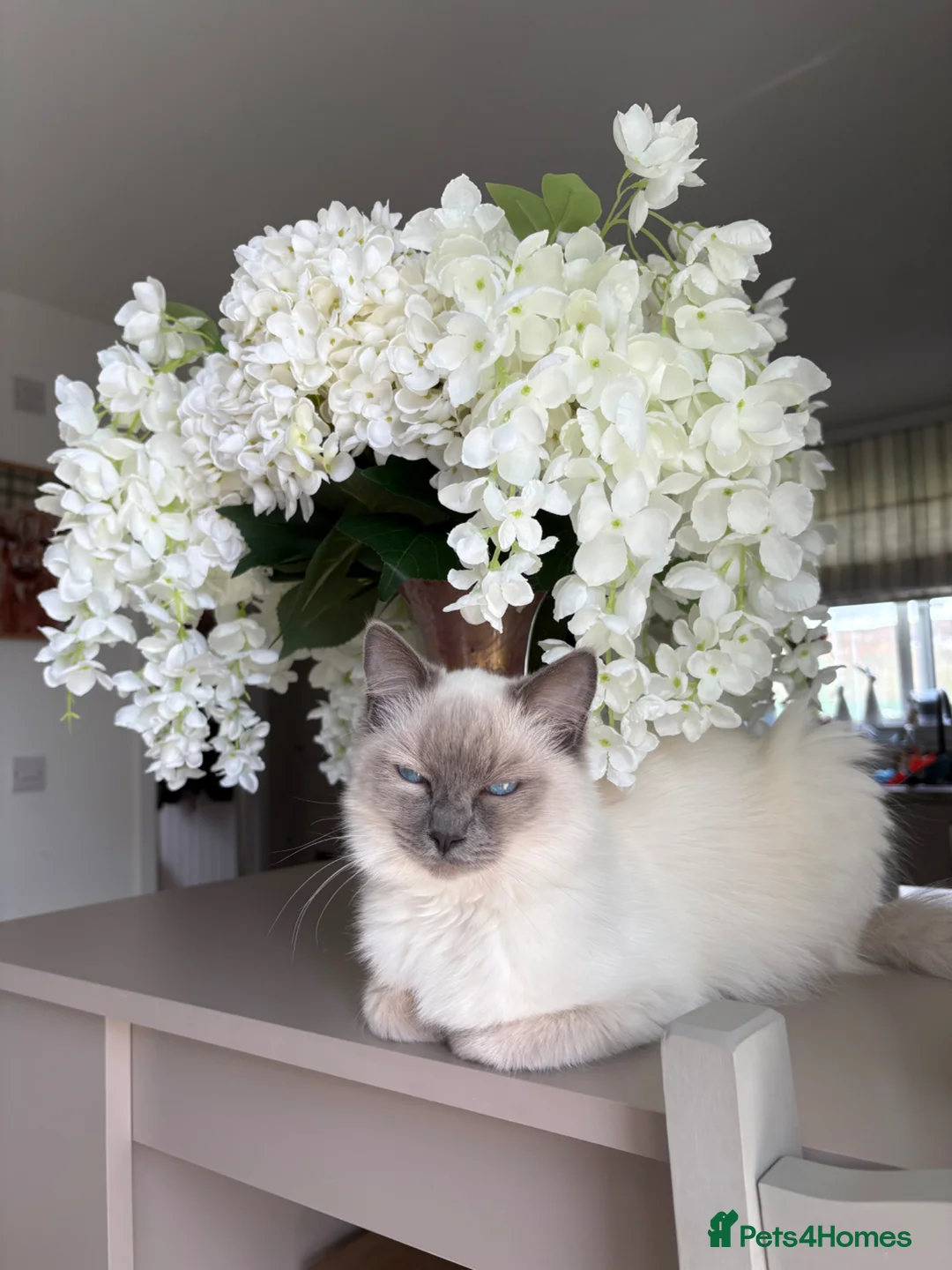 Ragdoll cats for sale: 🐾✨ Stunning Ragdoll x Bengal kittens 🩷🩵 - Advert 2