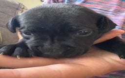 Staffordshire Bull Terrier dogs for sale: 8 Staffordshire Bull Terriers  - Image 15