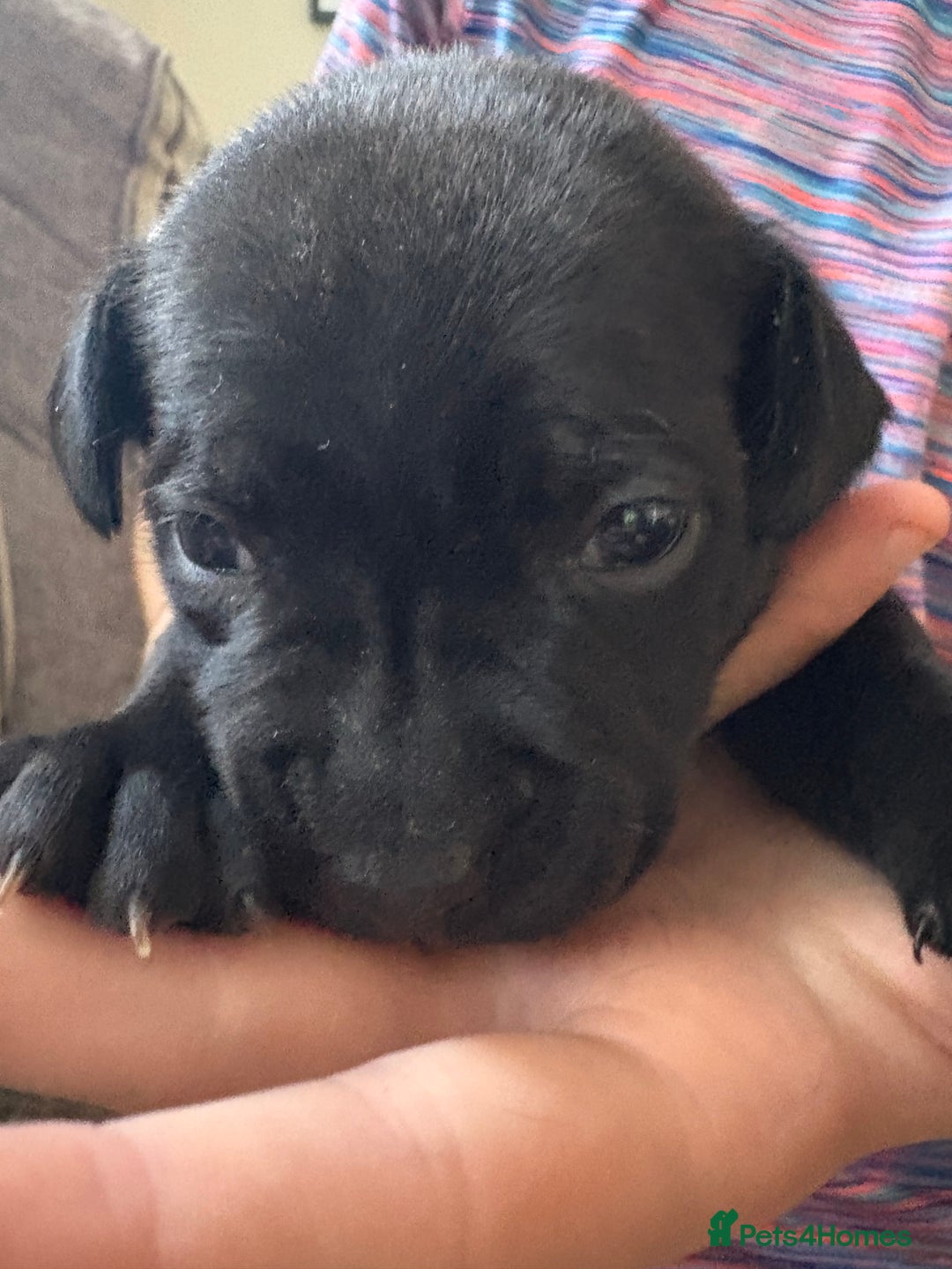 Staffordshire Bull Terrier dogs for sale: 8 Staffordshire Bull Terriers  - Image 15