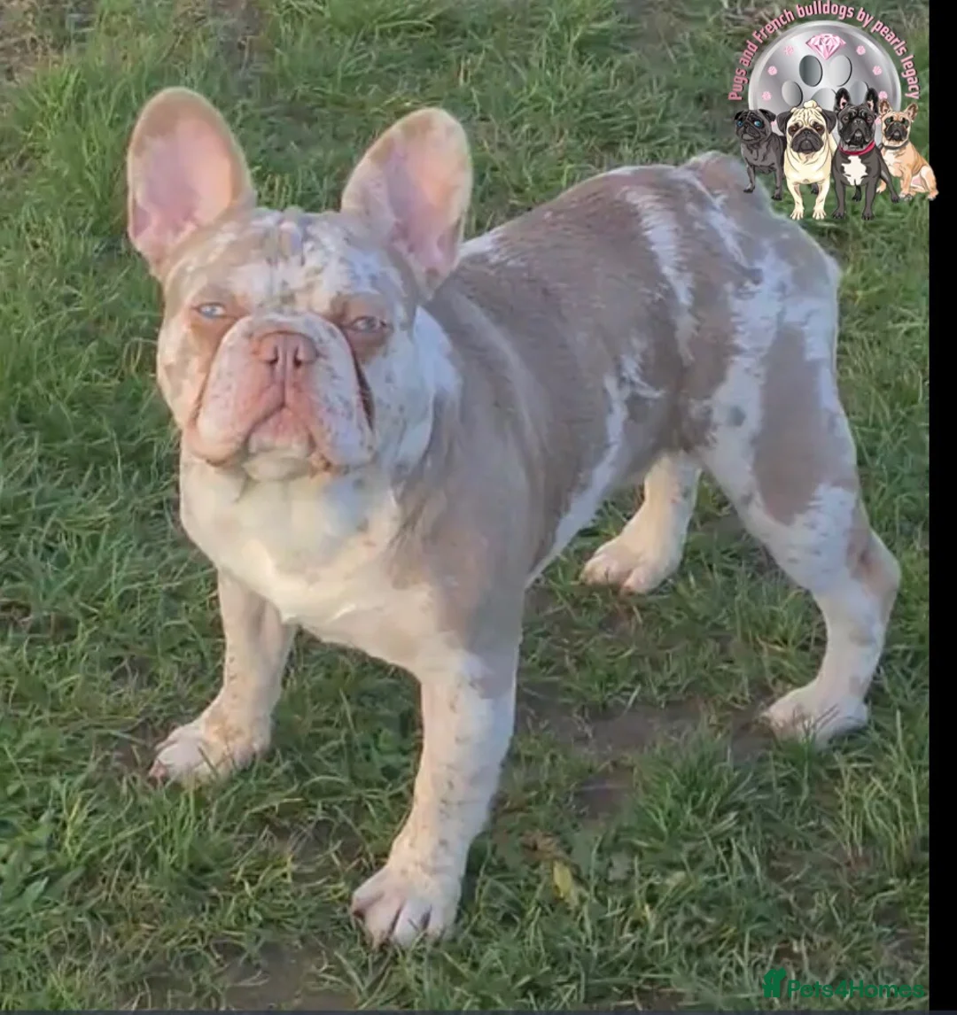 French Bulldog dogs for stud: New shade Isabella Merle fluffy carrier  in Hastings - Advert 14
