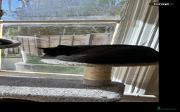 Domestic Shorthair cats for sale: Beautiful Persian mix black female cat  - Advert 6