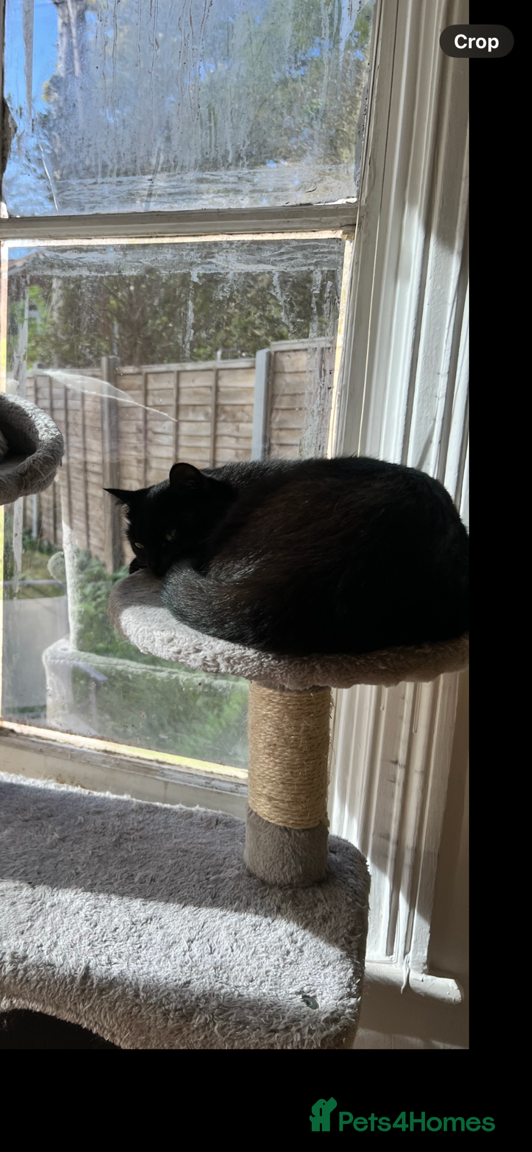 Domestic Shorthair cats for sale: Beautiful Persian mix black female cat  - Advert 6