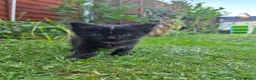 Mixed Breed cats for sale: Kittens  - Advert 5