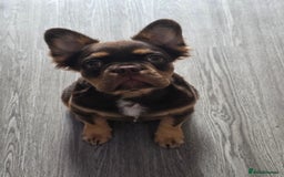 French Bulldog dogs for sale: French bulldog fluffy boy kc reg  - Image 3