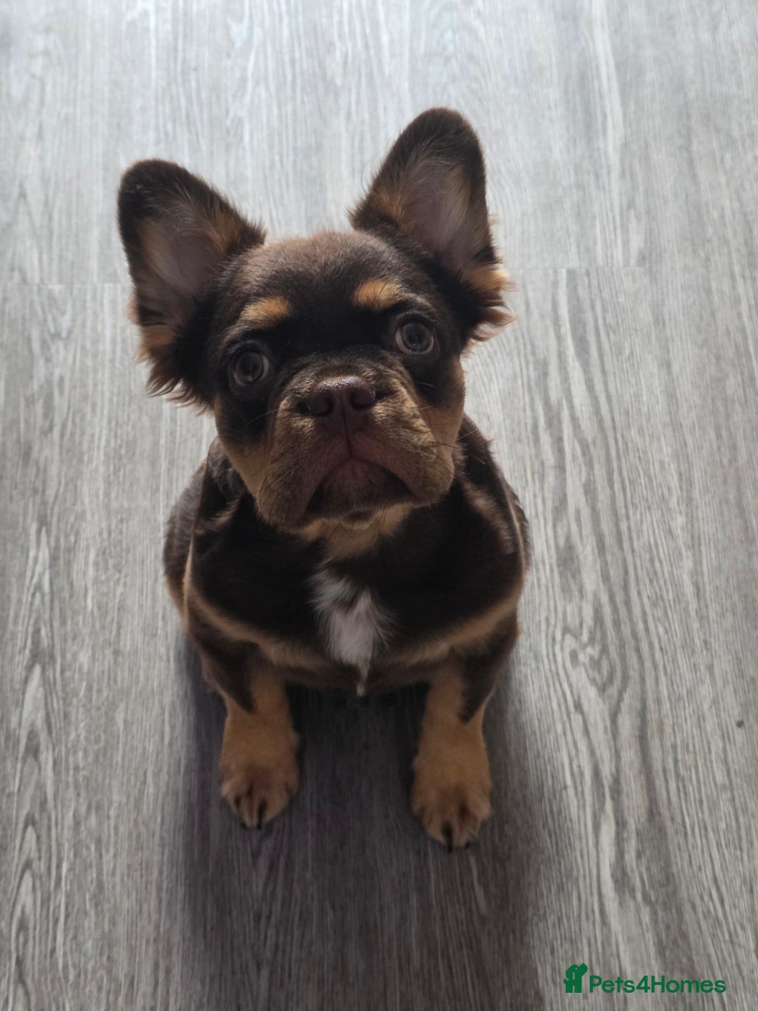 French Bulldog dogs for sale: French bulldog fluffy boy kc reg  - Image 3
