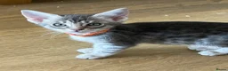 Ocicat cats for sale: Delightful Rare Breed Ocicat kittens. in Norwich - Advert 6