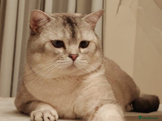 Scottish Fold cats in Dartford - Advert 19