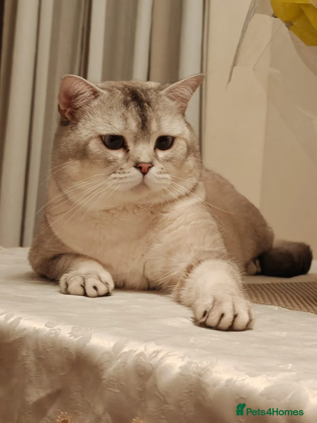 Scottish Fold cats for stud: Scottish Fold straight ears for STUD in Dartford - Advert 1