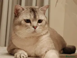 Scottish Fold cats Scottish Fold straight ears for STUD in Dartford - Advert 7