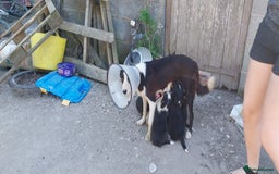Border Collie dogs for sale: Four Female Border Collie Puppies  - Image 11