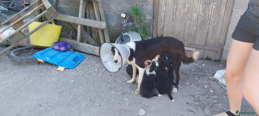 Border Collie dogs for sale: Four Female Border Collie Puppies  - Image 11