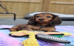 Miniature Dachshund dogs for sale: Russian Miniature longhaired dachshund males - Image 13