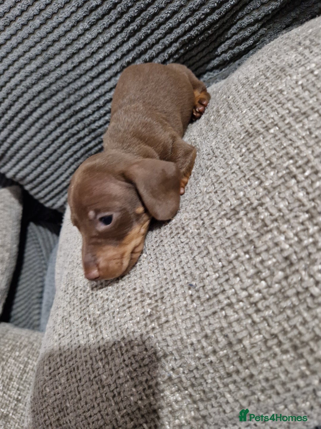 Miniature Dachshund dogs for sale: Miniature Smooth Haired Dachshund  - Advert 8